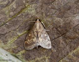 Attēlu rezultāti vaicājumam “Ostrinia nubilalis”