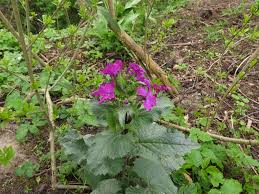 Attēlu rezultāti vaicājumam “Lunaria annua”