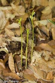 Attēlu rezultāti vaicājumam “Corallorhiza trifida fruit”