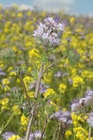 Attēlu rezultāti vaicājumam “Hydrophyllaceae”