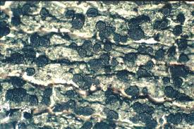 Attēlu rezultāti vaicājumam “Trapeliopsis flexuosa”