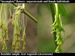 Attēlu rezultāti vaicājumam “Acer negundo female flower”
