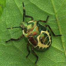 Attēlu rezultāti vaicājumam “Troilus luridus”