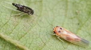 Attēlu rezultāti vaicājumam “Macrosteles sp. imago”