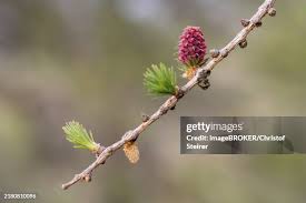 Attēlu rezultāti vaicājumam “Larix decidua flower”