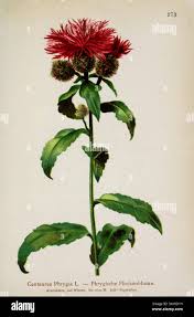 Attēlu rezultāti vaicājumam “Centaurea phrygia bud”