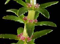 Attēlu rezultāti vaicājumam “Haloragaceae”