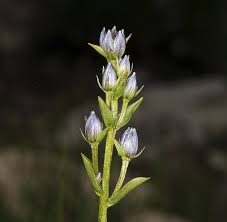 Attēlu rezultāti vaicājumam “Swertia perennis flower”