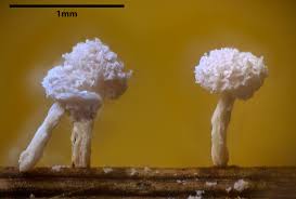 Attēlu rezultāti vaicājumam “Didymium squamulosum macro”