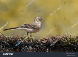 Attēlu rezultāti vaicājumam “Motacilla alba juvenile”
