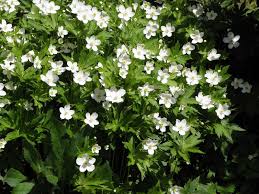 Attēlu rezultāti vaicājumam “Anemone sylvestris leaf”