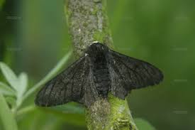 Attēlu rezultāti vaicājumam “Biston betularia”