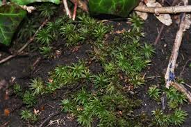 Attēlu rezultāti vaicājumam “Atrichum undulatum sporophyte”