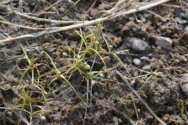 Attēlu rezultāti vaicājumam “Subularia aquatica”