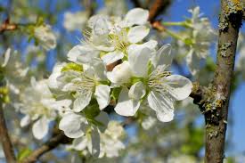 Attēlu rezultāti vaicājumam “Prunus domestica subsp. domestica leaf”