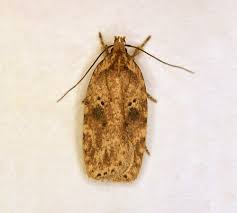 Attēlu rezultāti vaicājumam “Agonopterix aranella”