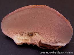 Attēlu rezultāti vaicājumam “Fomitopsis rosea”