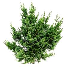 Attēlu rezultāti vaicājumam “Juniperus sabina”