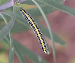 Attēlu rezultāti vaicājumam “Calophasia lunula larva”