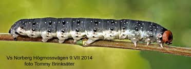 Attēlu rezultāti vaicājumam “Achlya flavicornis”