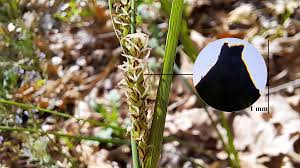 Attēlu rezultāti vaicājumam “Carex acutiformis leaf”