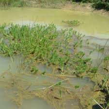 Attēlu rezultāti vaicājumam “Hippuridaceae”