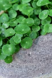 「銅錢草」的圖片搜尋結果