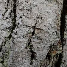 Attēlu rezultāti vaicājumam “Lecanactis abietina”