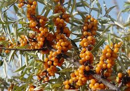 Attēlu rezultāti vaicājumam “Hippophae rhamnoides fruit”