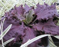 Attēlu rezultāti vaicājumam “Plantago media leaf”