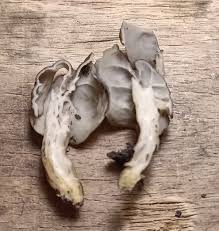 Attēlu rezultāti vaicājumam “Helvella atra”