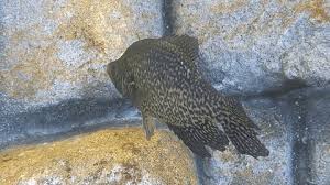 Image result for Pomoxis nigromaculatus