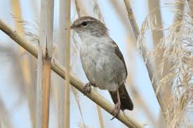 Image result for Cettia cetti