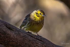 Attēlu rezultāti vaicājumam “Emberiza citrinella juvenile”