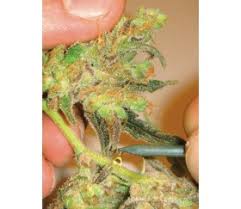 Resultado de imagen para la marihuana channel