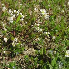 Attēlu rezultāti vaicājumam “Erophila verna flower”