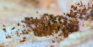 Attēlu rezultāti vaicājumam “Comatricha alta”