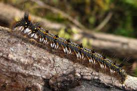 Attēlu rezultāti vaicājumam “Euthrix potatoria imago”