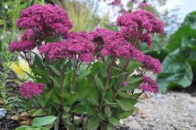 Image result for Chrysanthemum spectabile
