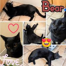 Image result for Black Cat Sac