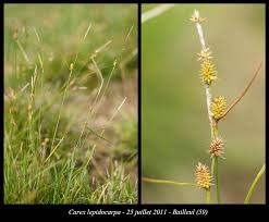 Attēlu rezultāti vaicājumam “Carex lepidocarpa fruit”