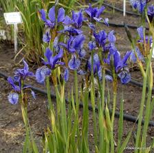 Attēlu rezultāti vaicājumam “Iris sibirica leaf”