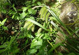 Attēlu rezultāti vaicājumam “Carex pseudocyperus female flower”