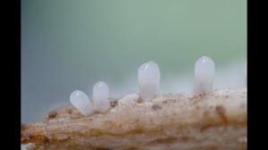 Attēlu rezultāti vaicājumam “Stemonitopsis typhina var. similis macro”