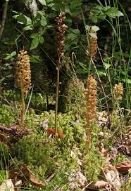 Attēlu rezultāti vaicājumam “Neottia nidus-avis bud”