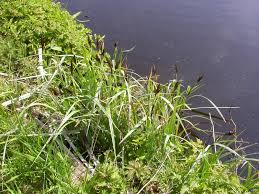 Attēlu rezultāti vaicājumam “Carex riparia”