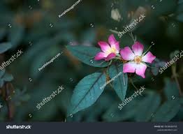 Attēlu rezultāti vaicājumam “Rosa glauca flower”