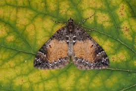 Attēlu rezultāti vaicājumam “Dysstroma truncata”