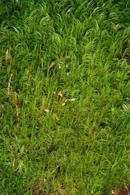 Attēlu rezultāti vaicājumam “Dicranum flagellare”