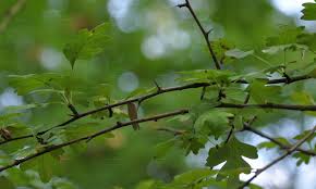 Attēlu rezultāti vaicājumam “Crataegus monogyna subsp. nordica”